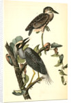 Yellow-crowned Night Heron, or Qua Bird by John James Audubon