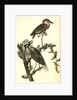 Yellow-crowned Night Heron, or Qua Bird by John James Audubon