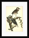 Yellow-crowned Night Heron, or Qua Bird by John James Audubon