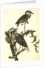 Yellow-crowned Night Heron, or Qua Bird by John James Audubon