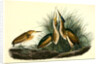 Least Bittern by John James Audubon