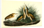 Least Bittern by John James Audubon