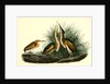 Least Bittern by John James Audubon