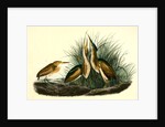 Least Bittern by John James Audubon