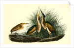 Least Bittern by John James Audubon