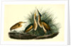 Least Bittern by John James Audubon
