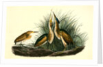 Least Bittern by John James Audubon