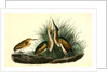 Least Bittern by John James Audubon