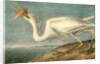 Great White Heron. Male adult, Spring Plumage by John James Audubon