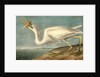 Great White Heron. Male adult, Spring Plumage by John James Audubon