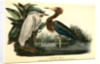 Reddish Egret by John James Audubon