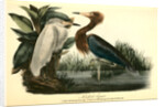 Reddish Egret by John James Audubon