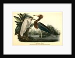 Reddish Egret by John James Audubon