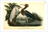 Reddish Egret by John James Audubon