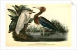 Reddish Egret by John James Audubon