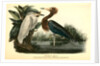 Reddish Egret by John James Audubon