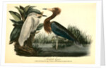 Reddish Egret by John James Audubon