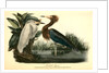 Reddish Egret by John James Audubon
