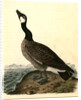 Hutchins's Goose. Adult Male by John James Audubon
