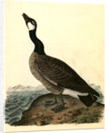 Hutchins's Goose. Adult Male by John James Audubon