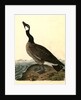 Hutchins's Goose. Adult Male by John James Audubon