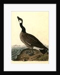 Hutchins's Goose. Adult Male by John James Audubon