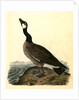 Hutchins's Goose. Adult Male by John James Audubon