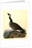 Hutchins's Goose. Adult Male by John James Audubon