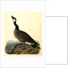 Hutchins's Goose. Adult Male by John James Audubon