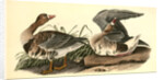 White-fronted Goose by John James Audubon