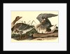 White-fronted Goose by John James Audubon