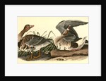 White-fronted Goose by John James Audubon