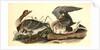 White-fronted Goose by John James Audubon