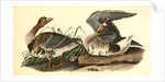 White-fronted Goose by John James Audubon