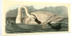 Trumpeter Swan. Adult by John James Audubon