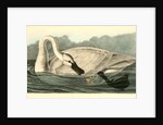 Trumpeter Swan. Adult by John James Audubon