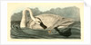 Trumpeter Swan. Adult by John James Audubon