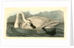 Trumpeter Swan. Adult by John James Audubon