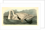 Trumpeter Swan. Adult by John James Audubon