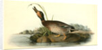 Brewer's Duck. Male by John James Audubon