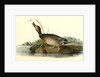 Brewer's Duck. Male by John James Audubon