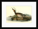 Brewer's Duck. Male by John James Audubon