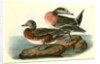American Widgeon by John James Audubon