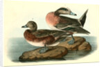 American Widgeon by John James Audubon