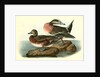 American Widgeon by John James Audubon