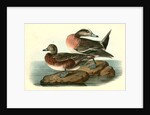 American Widgeon by John James Audubon