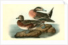 American Widgeon by John James Audubon