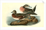 American Widgeon by John James Audubon