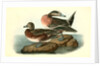 American Widgeon by John James Audubon