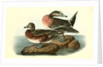 American Widgeon by John James Audubon